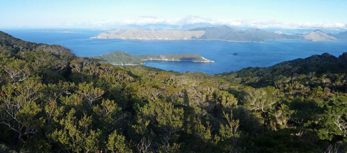 150 km² kleine Insel D‘Urville im Norden der neuseeländischen Südinsel