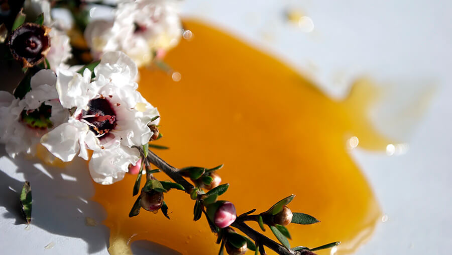 weiße Manukahonigblüte mit goldgelbem Honig