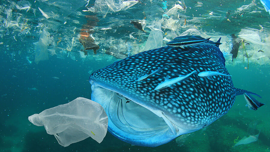 Unterwasserwelt mit Fisch, dem eine Plastiktüte ins breite große Maul schwimmt