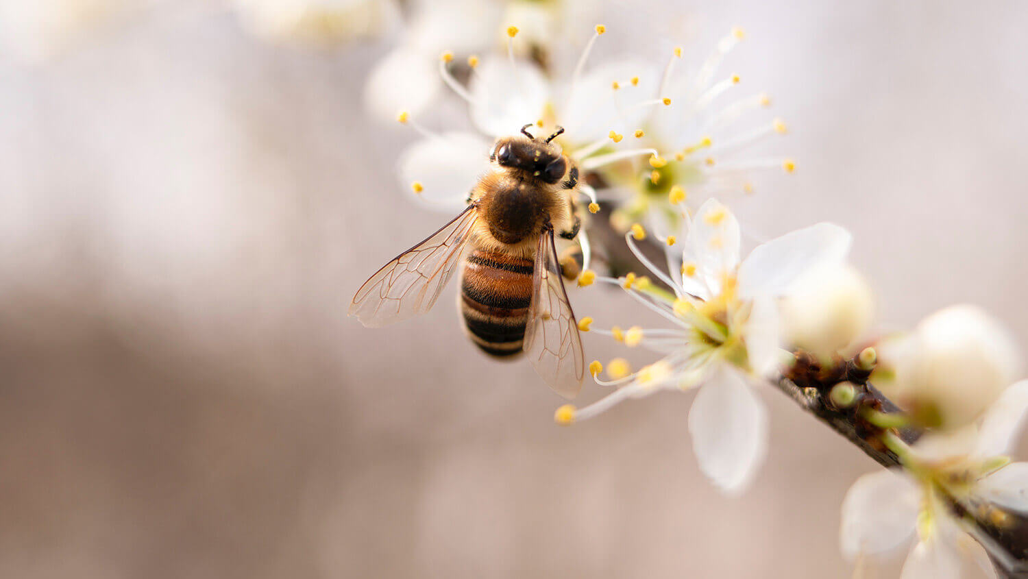 Biene sitzt auf Zweig mit weißen Manukablüten