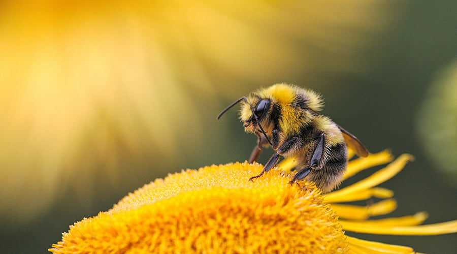 Biene sitzt auf gelber Blüte