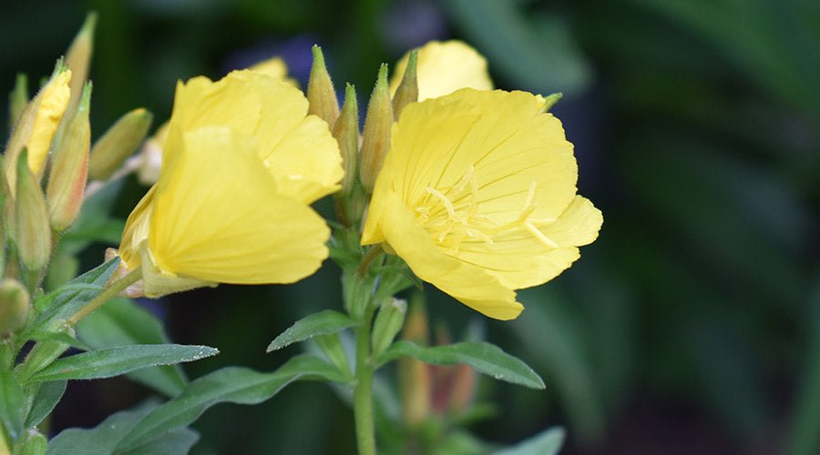 Die herausragende Wirkung von Nachtkerzenöl - cobicos