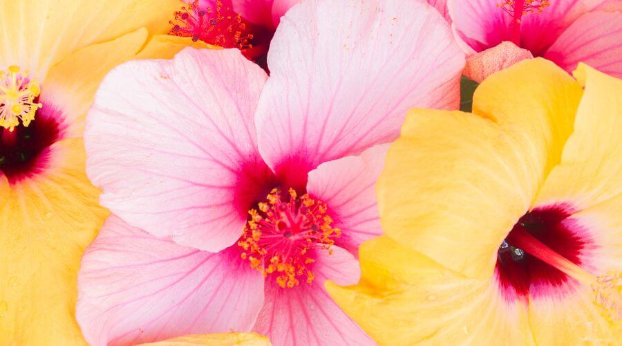 Gibt es pflanzliche Wirkstoffe zur Hautglättung? Hibiskus – die Botox-Pflanze - cobicos