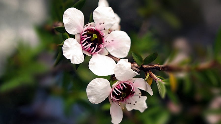 Heilpflanze Manuka -  die besten Tipps zur Anwendung des ätherischen Manukaöles - cobicos