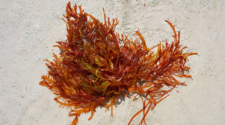 Powerwirkstoff Rotalge sorgt für eine straffe Haut um Augen und Lippen - cobicos