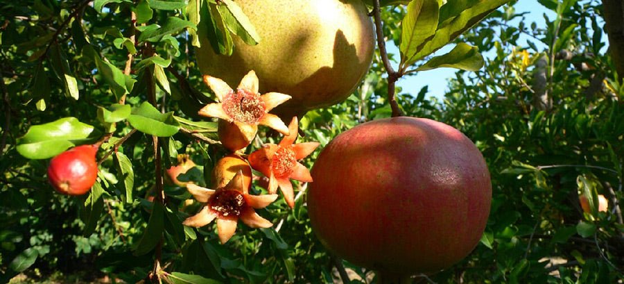 Wie wirkt Granatapfelkernöl in der Kosmetik? - cobicos