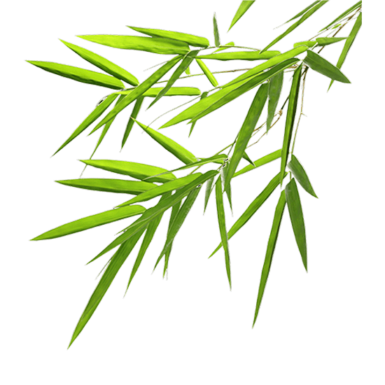 schmale, spitze, grüne Bambusblätterzweige