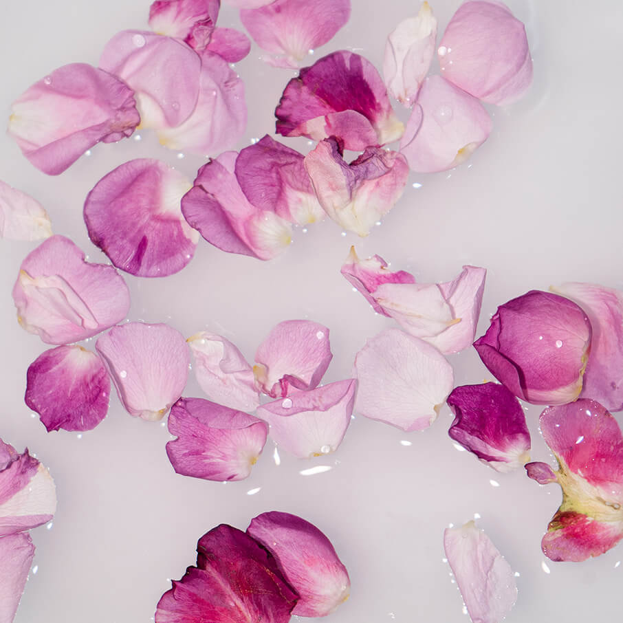 Rosenblätter pink-weiss in Wasser schwimmend