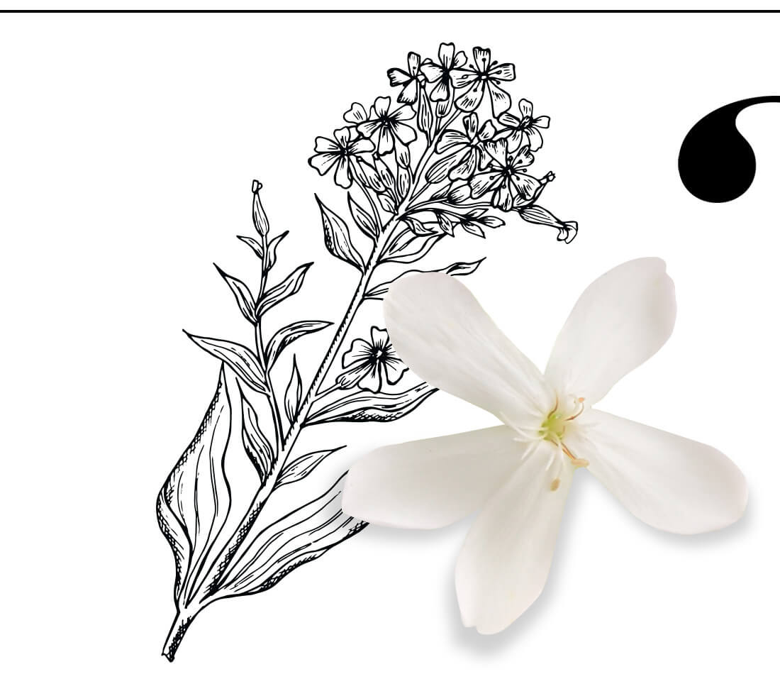 weiße fünfblättrige Blüte vom Seifenkraut